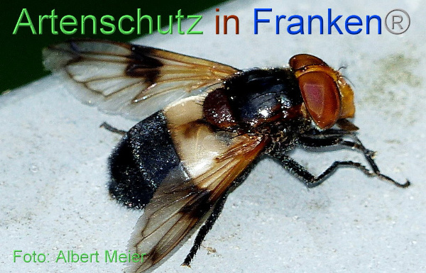 Copyright AiF - Albert Meier Bild zum Eintrag (95212-160)