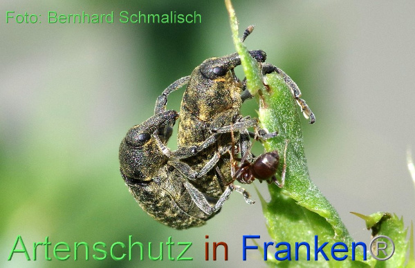 Copyright AiF / Bernhard Schmalisch Bild zum Eintrag (95220-160)