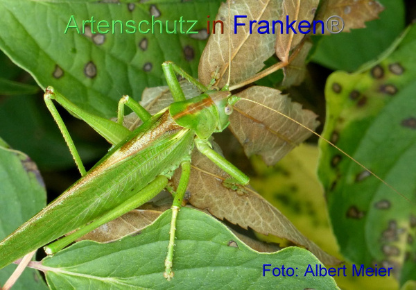 Copyright AiF - Albert Meier Bild zum Eintrag (95246-160)