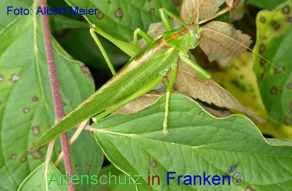 Copyright AiF - Albert Meier Bild zum Eintrag (95247-160)