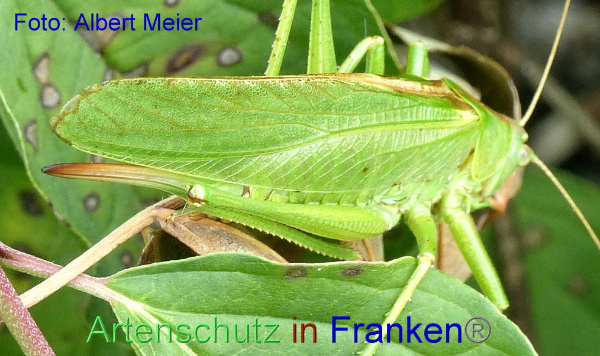 Copyright AiF - Albert Meier Bild zum Eintrag (95249-160)