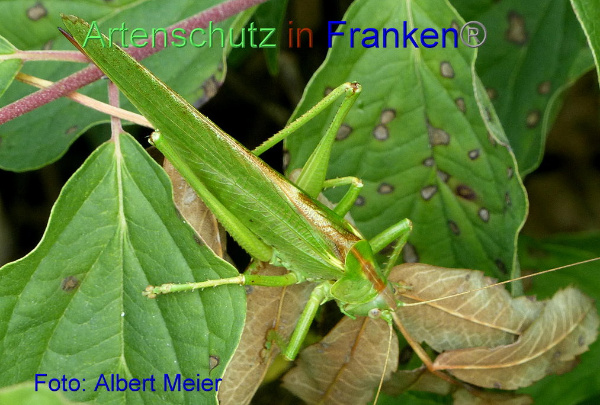 Copyright AiF - Albert Meier Bild zum Eintrag (95250-160)