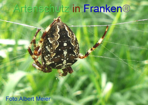 Copyright AiF - Albert Meier Bild zum Eintrag (95261-160)