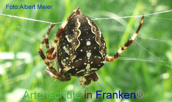 Copyright AiF - Albert Meier Bild zum Eintrag (95262-160)