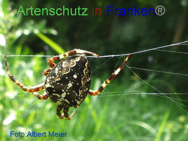 Copyright AiF - Albert Meier Bild zum Eintrag (95263-160)