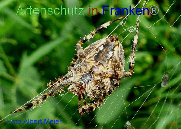 Copyright AiF - Albert Meier Bild zum Eintrag (95265-160)