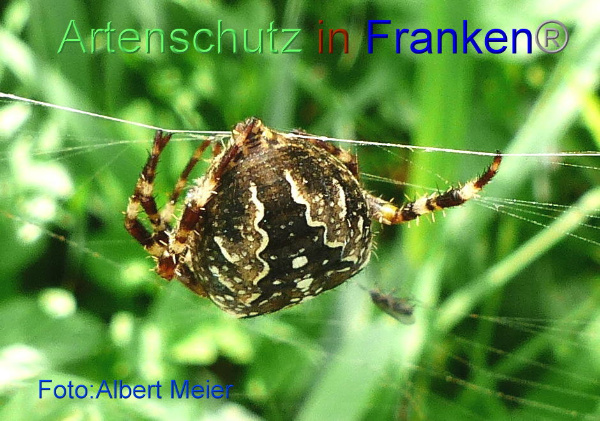 Copyright AiF - Albert Meier Bild zum Eintrag (95266-160)