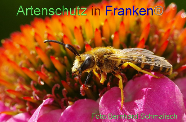 Copyright AiF / Bernhard Schmalisch Bild zum Eintrag (95270-160)
