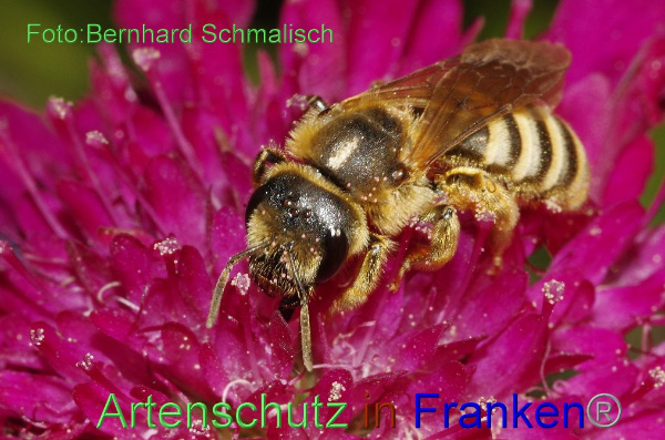 Copyright AiF / Bernhard Schmalisch Bild zum Eintrag (95272-160)