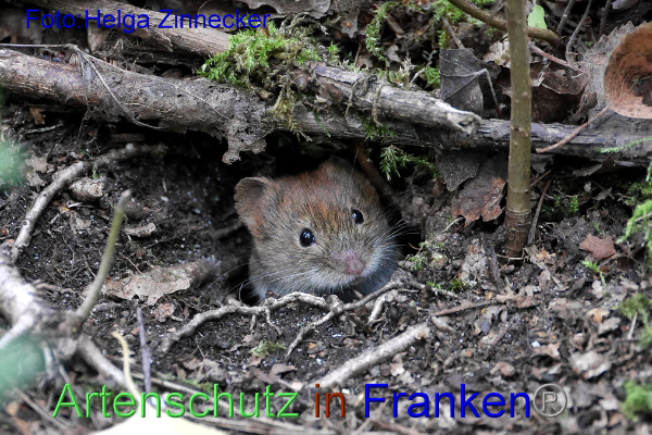 Copyright AiF - Helga Zinnecker Bild zum Eintrag (95290-160)