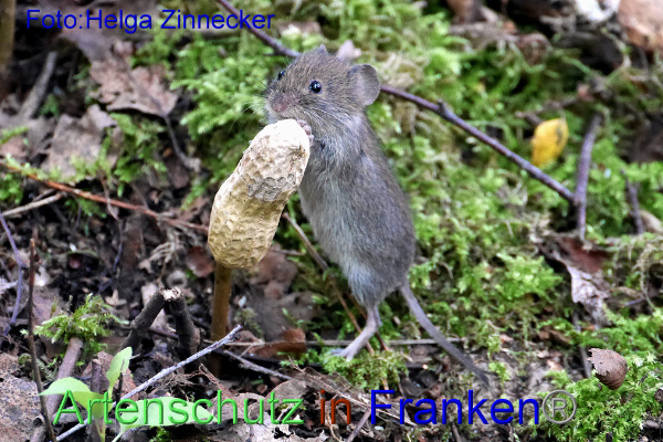 Copyright AiF - Helga Zinnecker Bild zum Eintrag (95291-160)