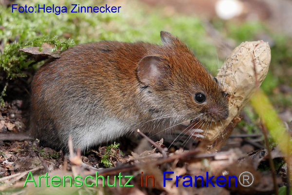 Copyright AiF - Helga Zinnecker Bild zum Eintrag (95292-160)
