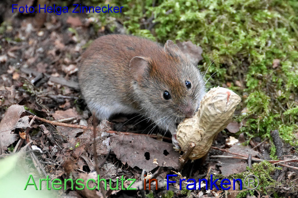 Copyright AiF - Helga Zinnecker Bild zum Eintrag (95301-160)