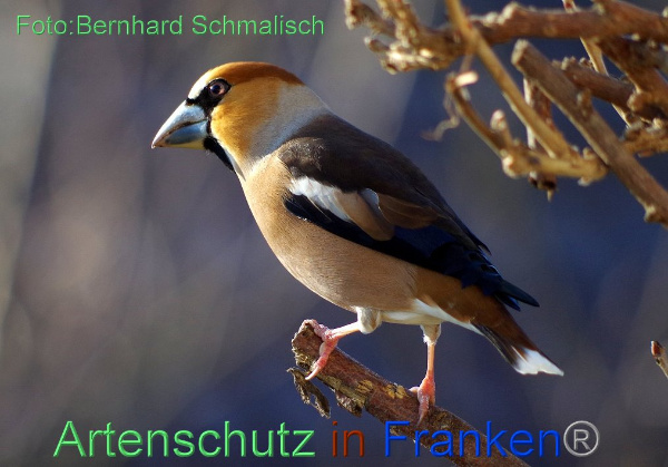 Copyright AiF / Bernhard Schmalisch Bild zum Eintrag (95316-160)