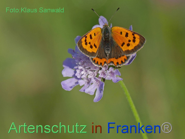 Copyright AiF - Klaus Sanwald Bild zum Eintrag (95365-160)