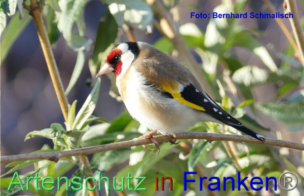 Copyright AiF / Bernhard Schmalisch Bild zum Eintrag (95391-160)