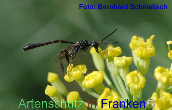 Copyright AiF / Bernhard Schmalisch Bild zum Eintrag (95400-160)