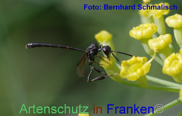 Copyright AiF / Bernhard Schmalisch Bild zum Eintrag (95401-160)