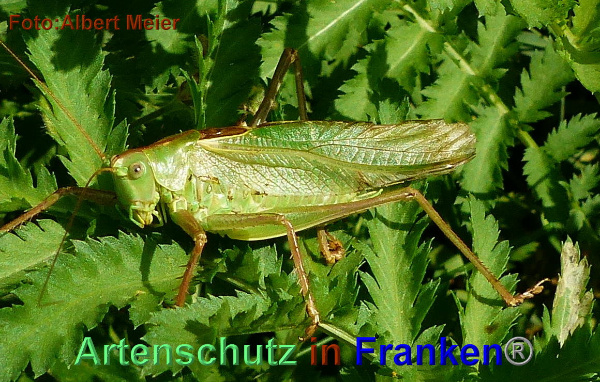Copyright AiF - Albert Meier Bild zum Eintrag (95466-160)