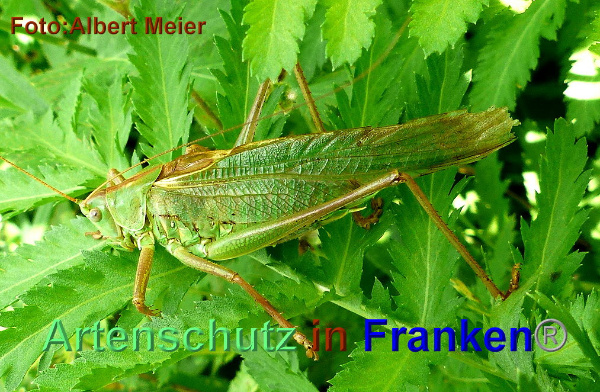 Copyright AiF - Albert Meier Bild zum Eintrag (95467-160)