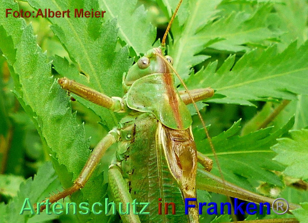 Copyright AiF - Albert Meier Bild zum Eintrag (95468-160)