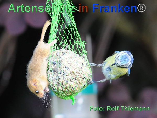 Copyright AiF / Rolf Thiemann Bild zum Eintrag (95476-160)