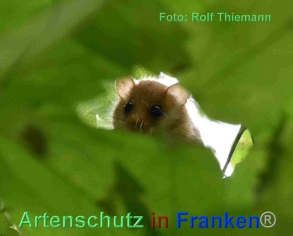 Copyright AiF Rolf Thiemann Bild zum Eintrag (95477-160)