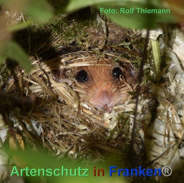 Copyright AiF / Rolf Thiemann Bild zum Eintrag (95478-160)