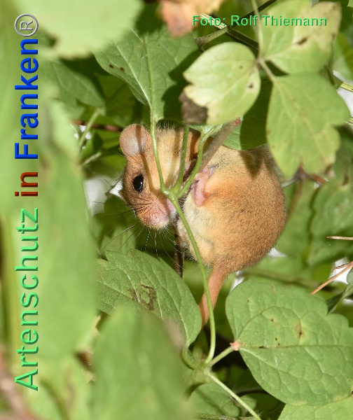 Copyright AiF / Rolf Thiemann Bild zum Eintrag (95479-160)