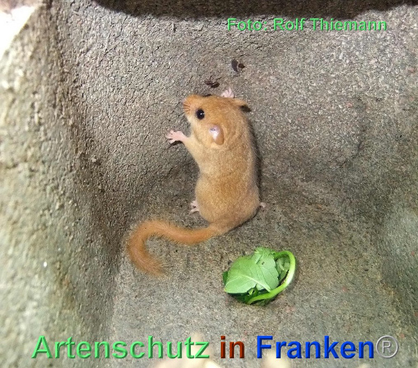 Copyright AiF / Rolf Thiemann Bild zum Eintrag (95480-160)
