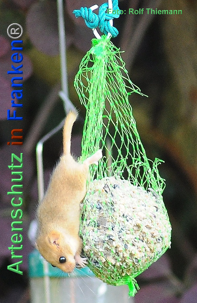 Copyright AiF / Rolf Thiemann Bild zum Eintrag (95484-160)
