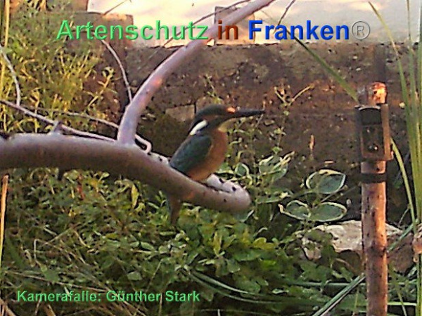 Copyright AiF / Günter Stark Bild zum Eintrag (95487-160)