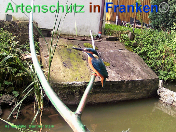 Copyright AiF Günther Dotterweich Bild zum Eintrag (95488-160)