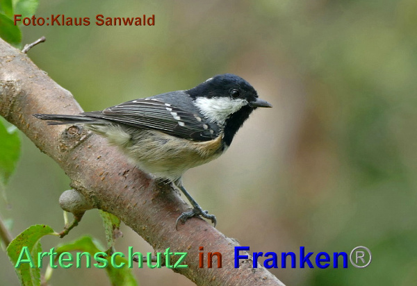Copyright AiF - Klaus Sanwald Bild zum Eintrag (95500-160)