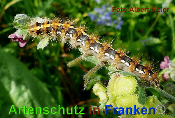 Copyright AiF - Albert Meier Bild zum Eintrag (95525-160)