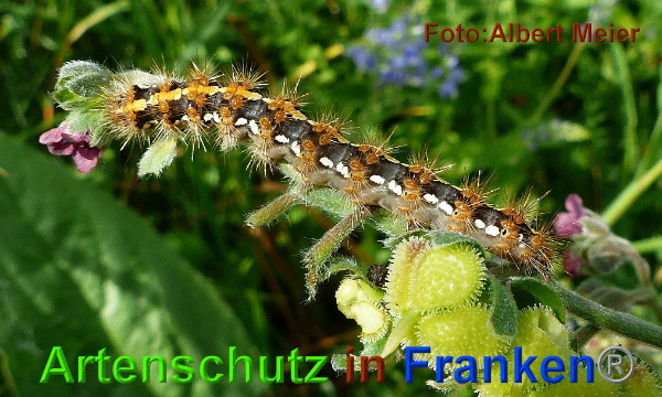 Copyright AiF - Albert Meier Bild zum Eintrag (95526-160)
