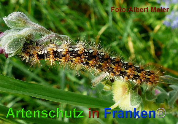 Copyright AiF - Albert Meier Bild zum Eintrag (95527-160)