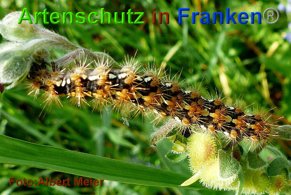 Copyright AiF - Albert Meier Bild zum Eintrag (95528-160)