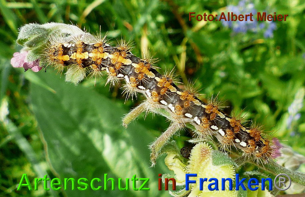 Copyright AiF - Albert Meier Bild zum Eintrag (95529-160)