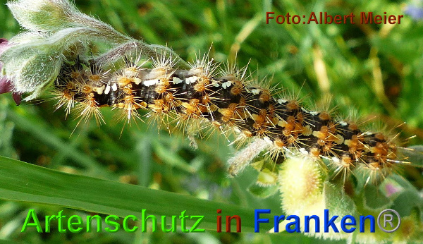 Copyright AiF - Albert Meier Bild zum Eintrag (95530-160)