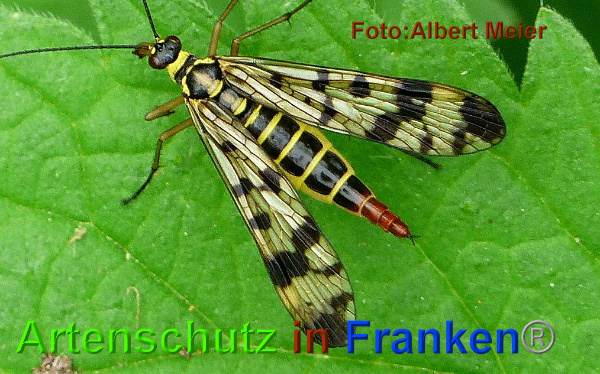 Copyright AiF - Albert Meier Bild zum Eintrag (95541-160)