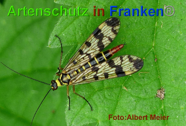Copyright AiF - Albert Meier Bild zum Eintrag (95542-160)