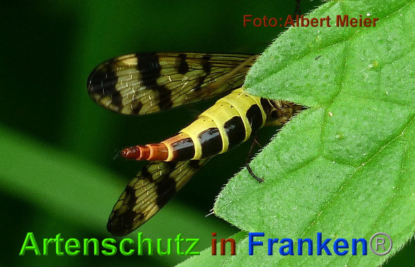 Bild zum Eintrag (95545-160)