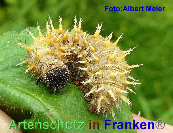 Copyright AiF - Albert Meier Bild zum Eintrag (95550-160)