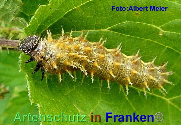 Copyright AiF - Albert Meier Bild zum Eintrag (95551-160)