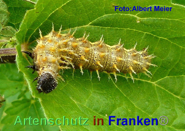 Copyright AiF - Albert Meier Bild zum Eintrag (95552-160)