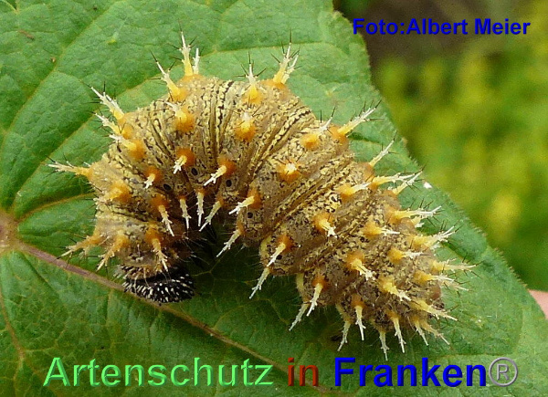 Copyright AiF - Albert Meier Bild zum Eintrag (95553-160)