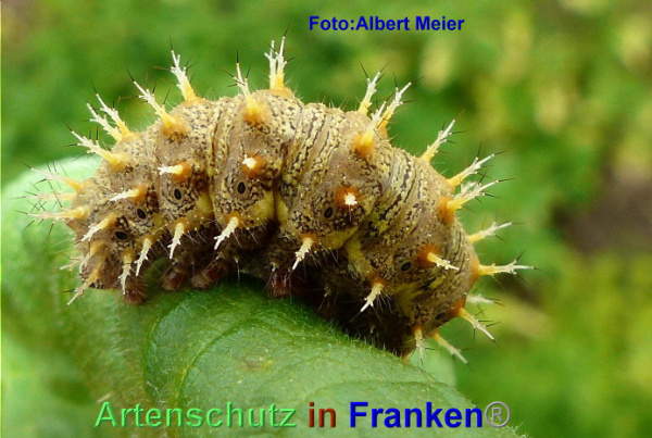 Copyright AiF - Albert Meier Bild zum Eintrag (95554-160)
