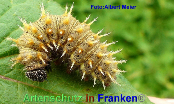 Copyright AiF - Albert Meier Bild zum Eintrag (95555-160)