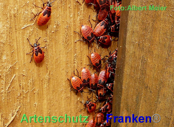 Copyright AiF - Albert Meier Bild zum Eintrag (95560-160)